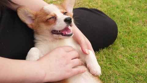 One happy Welsh Corgi puppy enjoy massage outdoor, young woman give her puppy massage  ,4k