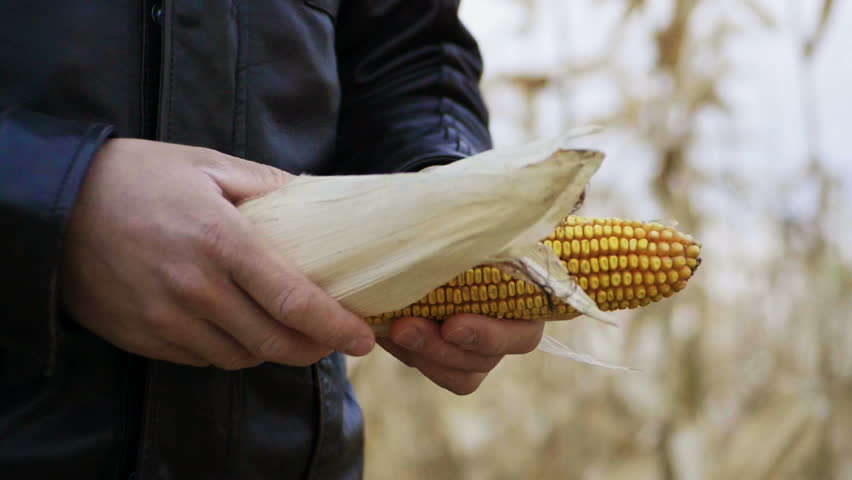 A field of ripe corn. Agronomist examining the ear of corn. Slow motion. HD
