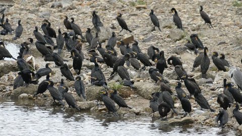 A flock of bird great cormorant (Phalacrocorax carbo) take a rest on the rock at riverside 