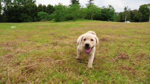 One cute puppy Labrador playing  running to the camera around the grass outdoor in the Park , in slow motion wide angle shooting   4k