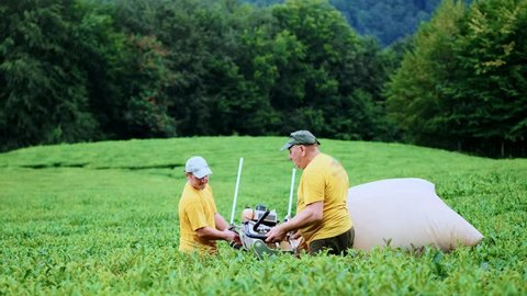 Two men are engaged in assembling tea in a tea plantation. Automatic tea assembly