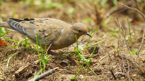 Mourning Dove (Zenaida macroura), popular sport hunting migratory bird, feeding in a farmer's field. Some countries consider this bird a pest because of crop damage in large flocks. October in Georgia