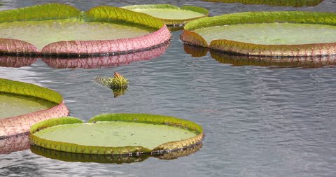 Water flows from the wind in a fish pond with giant water lily (Victoria amazonica) pads.