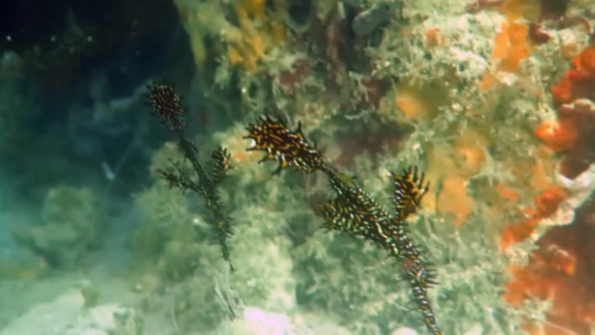 Rare Sydney visitors- a pair of ornate ghost pipefish came with a one way ticket the East Australian Current to Chowder Bay, Sydney, Australia | Shutterstock HD Video #1017609280