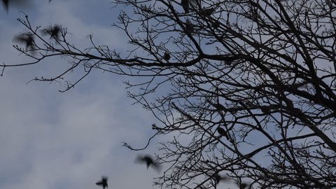 Large flock of birds flies in sky through trees without leaves