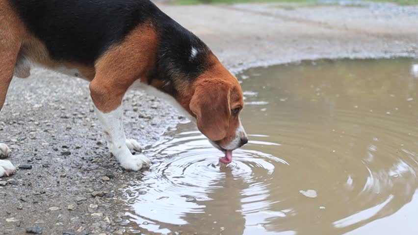 dogs drinking dirty water
