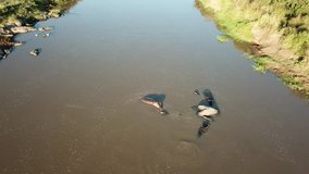 Hippos in river, aerial drone footage 