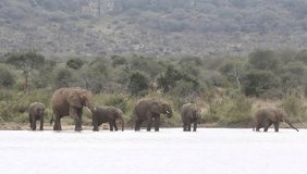 African Elephants drinking 