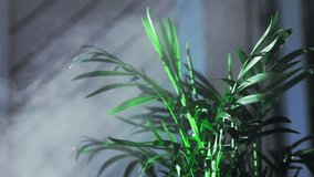 video air humidifier for indoor plants