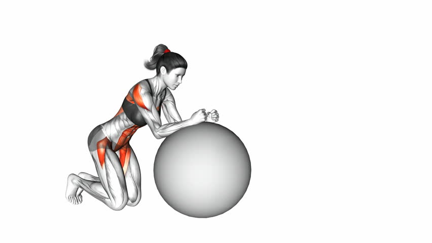 Stability Ball Rollout on Knees exercise. Anatomy of fitness and bodybuilding. Target muscles are red. 3d Royalty-Free Stock Footage #1017638050