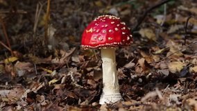 A beautiful Fly agaric fungus (Amanita muscaria) growing in a forest.