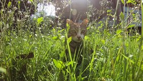 Video footage cat walks on the green grass ,outdoor . 