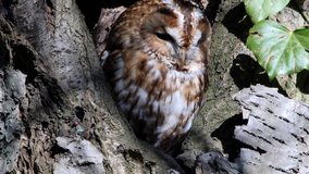 Tawny brown owl (Strix aluco) bathe in the sun in front of the breeding burrow - 4K/HD stock video