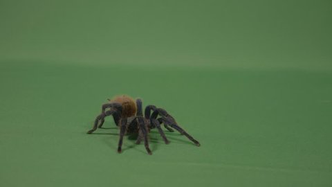 Closeup of creepy brown tarantula spider crawling across green screen surface