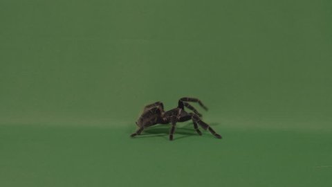 Big hairy spider tarantula walking on green screen and defending by throwing hairs