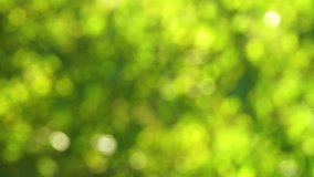 Defocused green, yellow fresh foliage isolated at blue sky background. Video scene of nature soft effect bokeh with bright vibrant colors shoot on sunny morning.