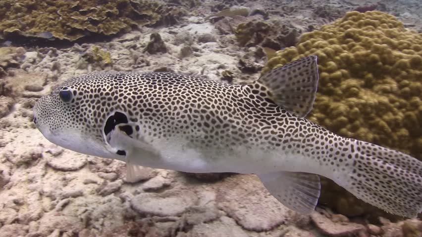 Giant pufferfish swimming around the coral. | Shutterstock HD Video #1017650182
