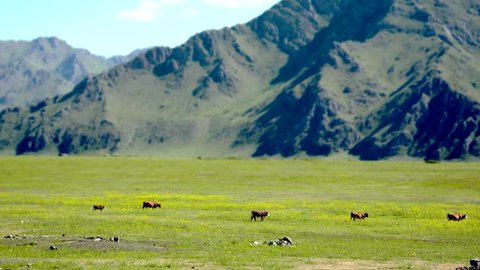 Mountain Altay Landscape. The summer mountain scenery. The green grass covers a large valley located between the snow-capped peaks of distant mountains. The white-brown cows grazing freely.