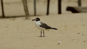 The seagull walks on the sand of the beach and poses for the camera, the tourists have fun with their company. Footage in 4k resolution, video