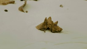 In a marine adventure we find the shell of an old snail buried in the sand, the sea water moistens it with its waves. Footage in 4k resolution, video