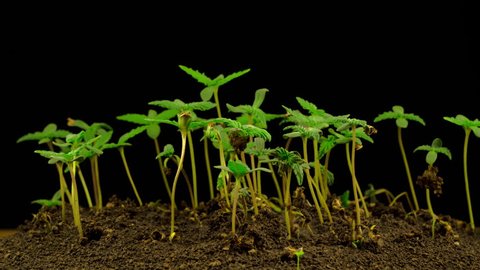 Marijuana Plant Growing on a Black Background. Time Lapse. 4K. 
