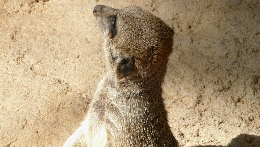 Portrait of vigilant meerkat.(Suricata suricatta). Close-up of a meerkat watching of all directions upright and looking directly at you.