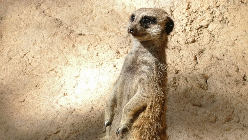 Portrait of vigilant meerkat.(Suricata suricatta). Close-up of a meerkat watching of all directions upright and looking directly at you.