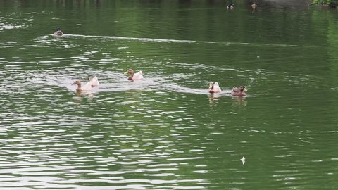 Beautiful ducks swimming in the lake 