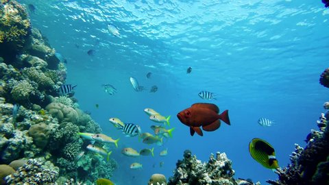 Video shooting at a shallow depth. The corals and tropical fish. : vidéo de stock