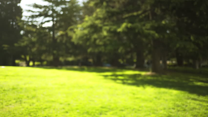 Blurred background plate of park with sunny grass field for compositing. Defocused nature scene of tall park trees and sunlight in public park. 4k