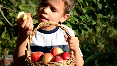 A young country boy is eating an apple on an apple or farm. child kid eat fruit outdoor