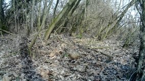 Common Pheasant (Phasianus Colchicus) eats a worm in a wood in winter camouflaged with the background. Pheasant is a game bird in the pheasant family. Documentary Nature and Wildlife Full HD Video.