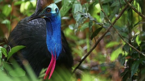 Cassowary Feeding Throws Forest Berry into Mouth in Slow Motion, Daintree National Rainforest, Australia 