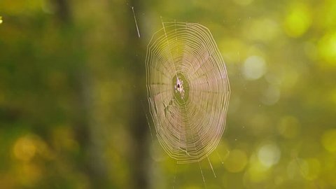 Cobweb high on a tree in a dense forest. The trees in the moss sun glare. Fairy forest. Halloween