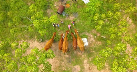 Aerial shot of children feed the cows by grass in farm. Helicopter drone footage 4K.