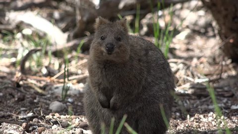 Quokka sitting in forest undergrowth smelling the air and looking around