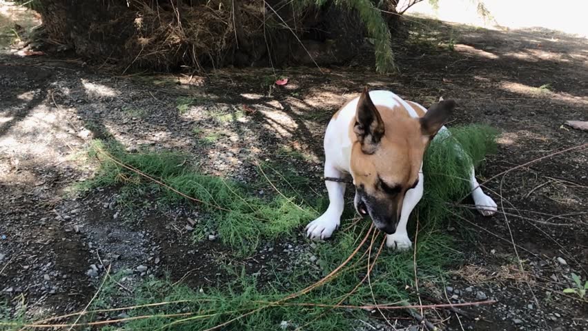 Jack Russell dog chews on a branch in slow motion