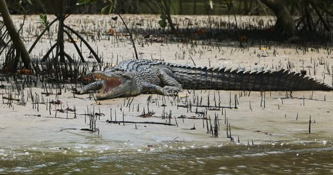 Australian Crocodile on the Banks of a Mangrove, Open Mouth, Daintree Rainforest