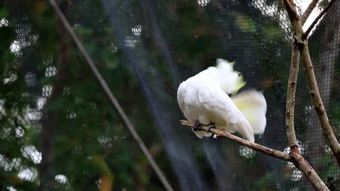 The sulphur-crested cockatoo (Cacatua galerita) is a relatively large white cockatoo found in wooded habitats in Australia. A highly intelligent bird
