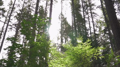 Forest pan shot with actual lens flares from sunlight between trees.