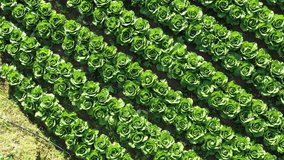  Closeup top view of fresh green cabbage maturing heads growing in vegetable farm, Dalat, Vietnam.