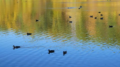 Ducks swimming on the lake in autumn