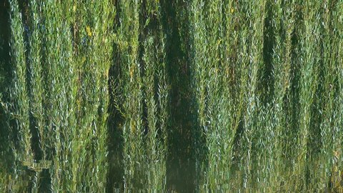 reflection of branches with foliage of willow on the surface of the water in the river. Sunny autumn day.
