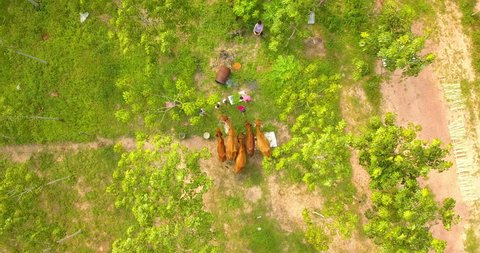 Aerial shot of children feed the cows by grass in farm. Movement camera is zoom out and turning. Helicopter drone footage 4K.