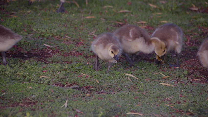 A group of Canadian Goslings graze on grass.
