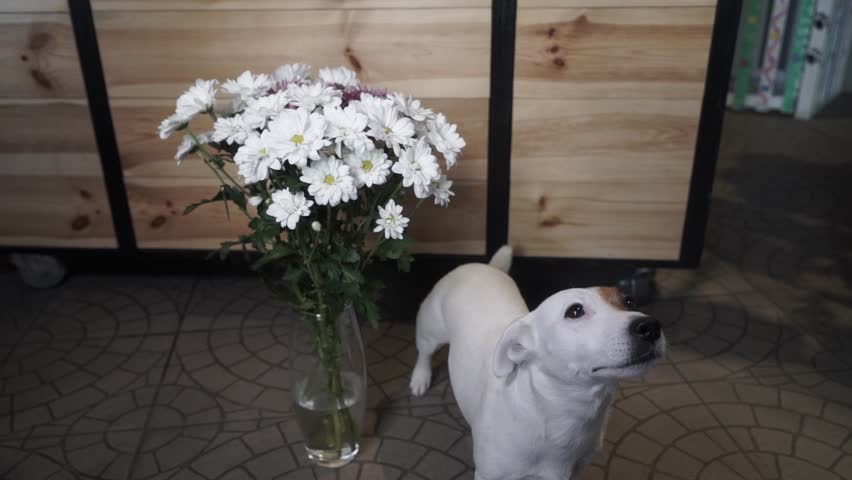 Jack Russell Terrier near a vase full of daisies