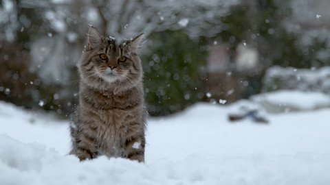 SLOW MOTION, CLOSE UP, PORTRAIT: Adorable long haired domestic cat sits in the idyllic snowy backyard. Beautiful view of small snowflakes falling down on cute adult kitten enjoying the cold weather.