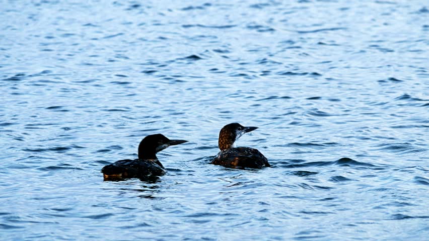 Common Loon, gavia immer, Minnesota state bird swimming on a lake in Bemidji