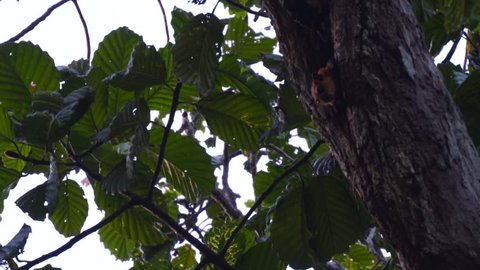 Red giant flying squirrel (Petaurista petaurista) peeking out of nest in dead branch jumps and soars to another tree in jungle rainforest canopy
