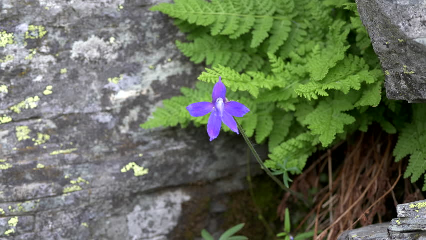 close up of a purple wildflower growing at glacier national park in montana, usa
